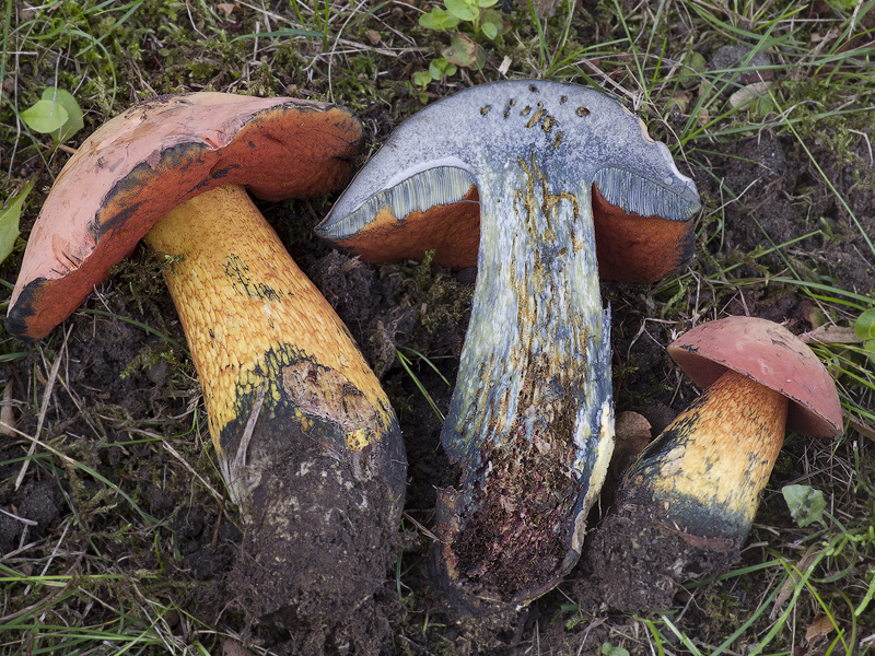 Boletus luridus var. rubriceps